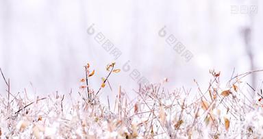 冬天大雪中的枯草横移镜头